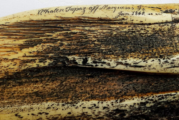Imitiertes Scrimshaw-Kunstwerk - Harz-Nachbildung eines Walfischknochens aus Panbone - Produktion durch Juratone Co. Ltd., U.K. seit 1960 – Bild 8